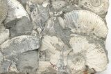 Jurassic Ammonite (Kosmoceras) Cluster - England #207748-1